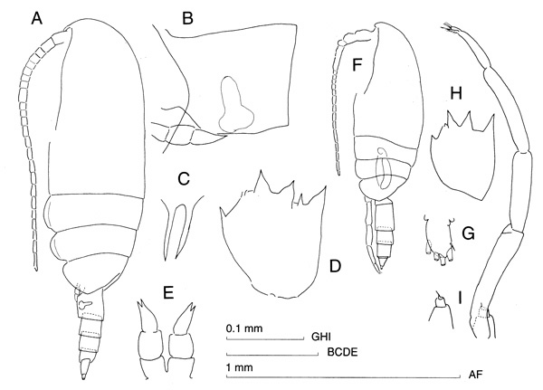 Espce Clausocalanus ingens - Planche 3 de figures morphologiques