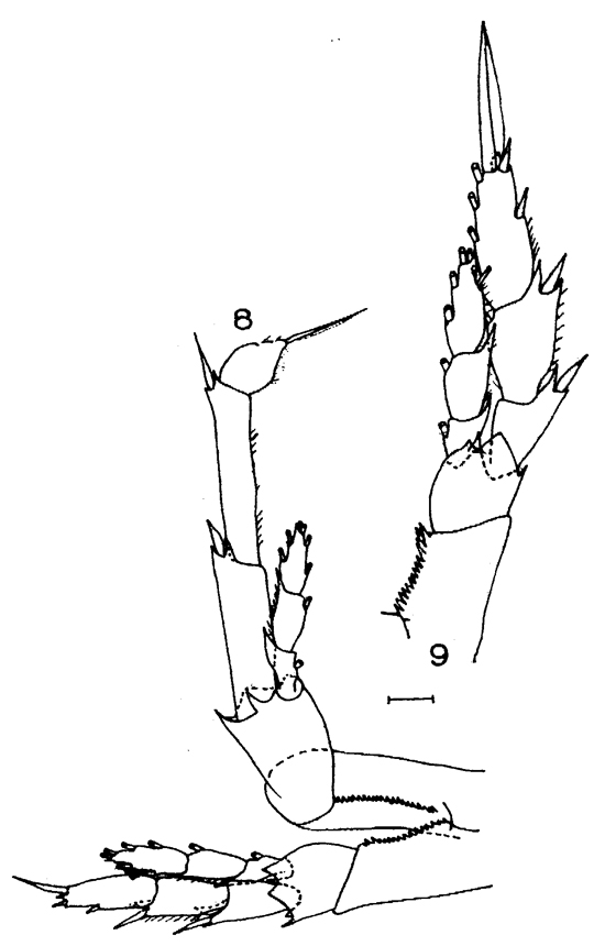 Espèce Calanus propinquus - Planche 25 de figures morphologiques