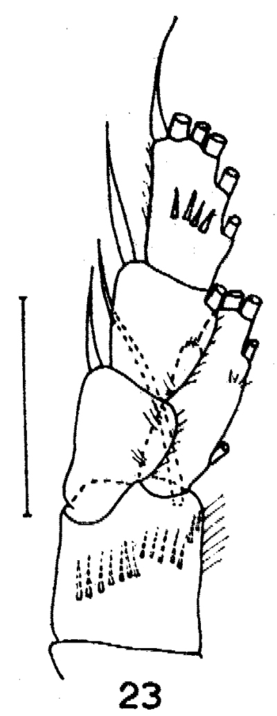 Espèce Spinocalanus abyssalis - Planche 14 de figures morphologiques