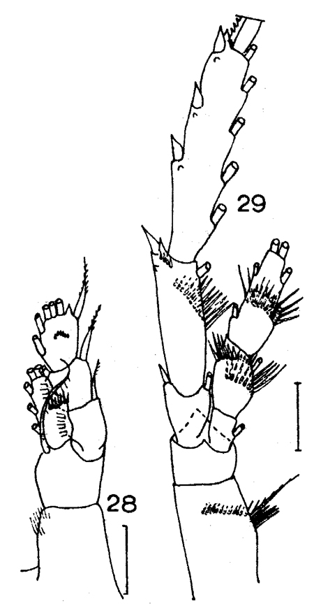 Species Spinocalanus antarcticus - Plate 8 of morphological figures