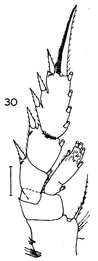 Espce Aetideopsis minor - Planche 12 de figures morphologiques