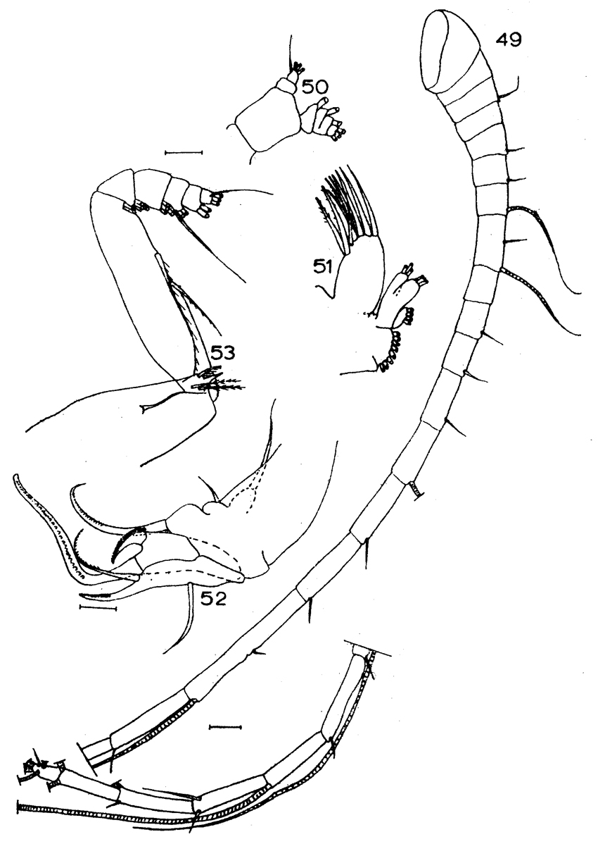 Species Chiridiella megadactyla - Plate 2 of morphological figures