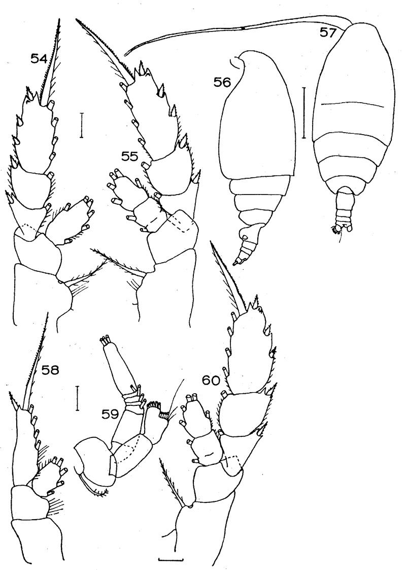 Species Chiridiella megadactyla - Plate 1 of morphological figures