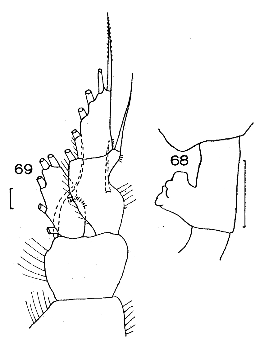 Espce Paraeuchaeta similis - Planche 10 de figures morphologiques