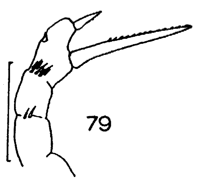 Espce Amallothrix dentipes - Planche 16 de figures morphologiques