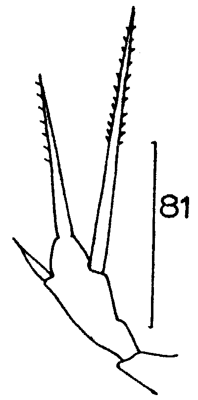 Espce Scaphocalanus farrani - Planche 16 de figures morphologiques