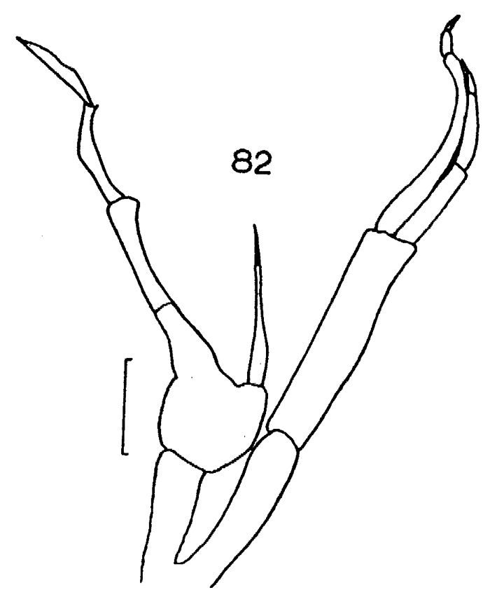 Espce Scaphocalanus farrani - Planche 17 de figures morphologiques