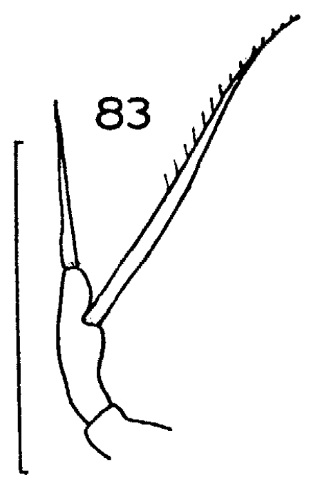 Espce Scaphocalanus vervoorti - Planche 8 de figures morphologiques