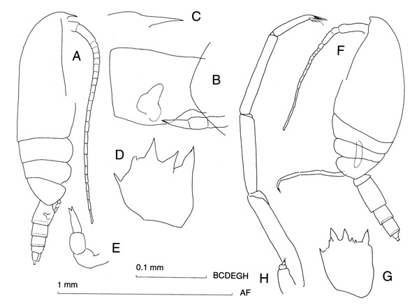 Espèce Clausocalanus lividus - Planche 3 de figures morphologiques