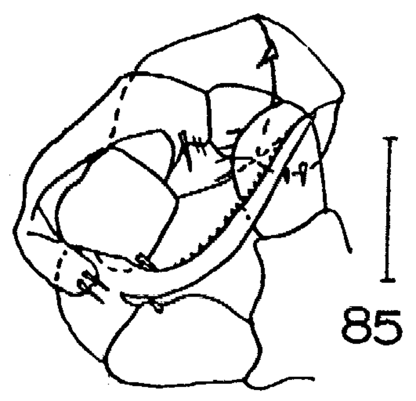 Espce Metridia curticauda - Planche 11 de figures morphologiques