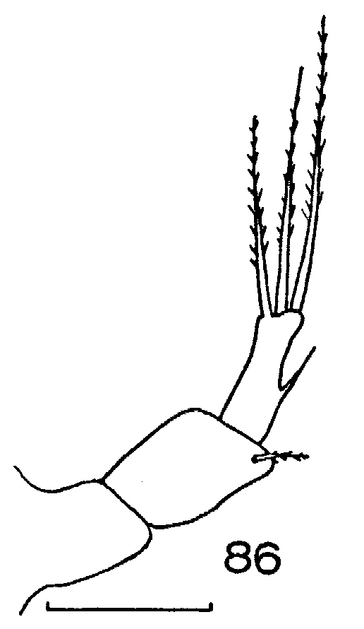 Espce Metridia gerlachei - Planche 8 de figures morphologiques