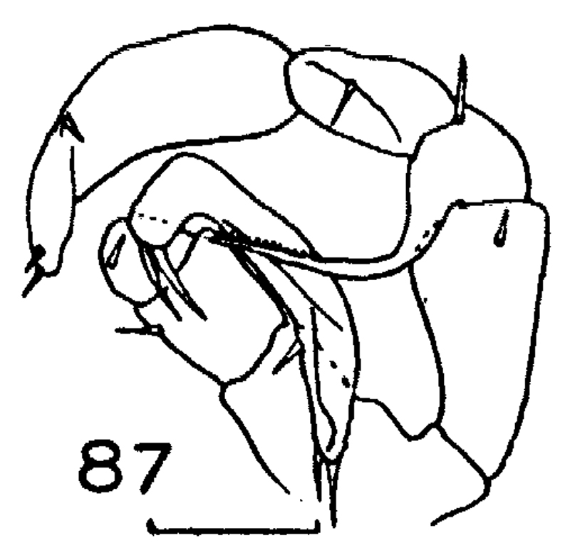Espce Metridia gerlachei - Planche 9 de figures morphologiques