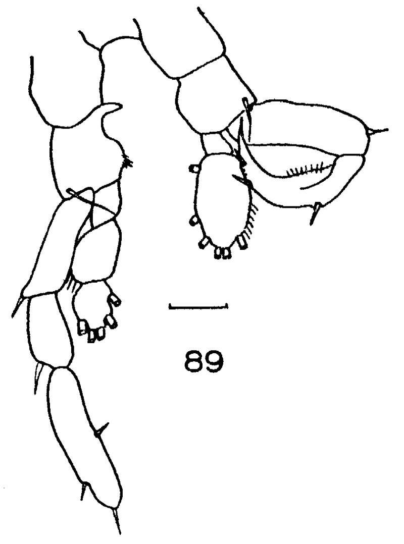 Species Lucicutia macrocera - Plate 13 of morphological figures