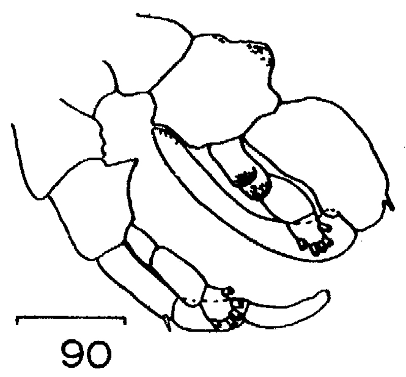 Species Lucicutia ovalis - Plate 19 of morphological figures