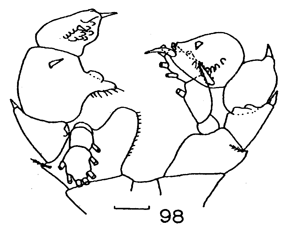 Espèce Paraheterorhabdus (Paraheterorhabdus) farrani - Planche 21 de figures morphologiques