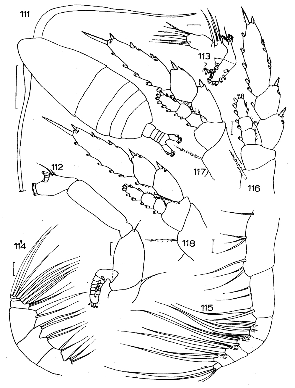 Espce Haloptilus ocellatus - Planche 5 de figures morphologiques
