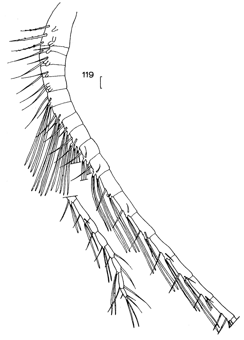 Species Haloptilus ocellatus - Plate 6 of morphological figures