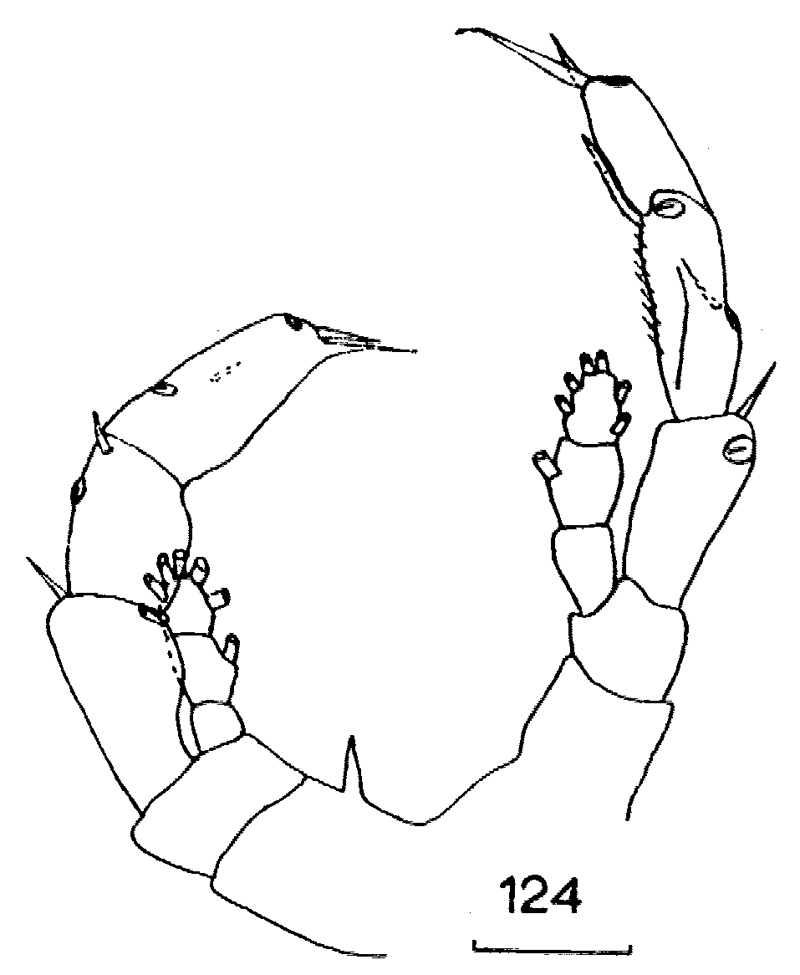 Espèce Haloptilus oxycephalus - Planche 18 de figures morphologiques