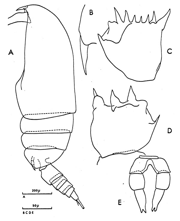 Species Clausocalanus mastigophorus - Plate 3 of morphological figures