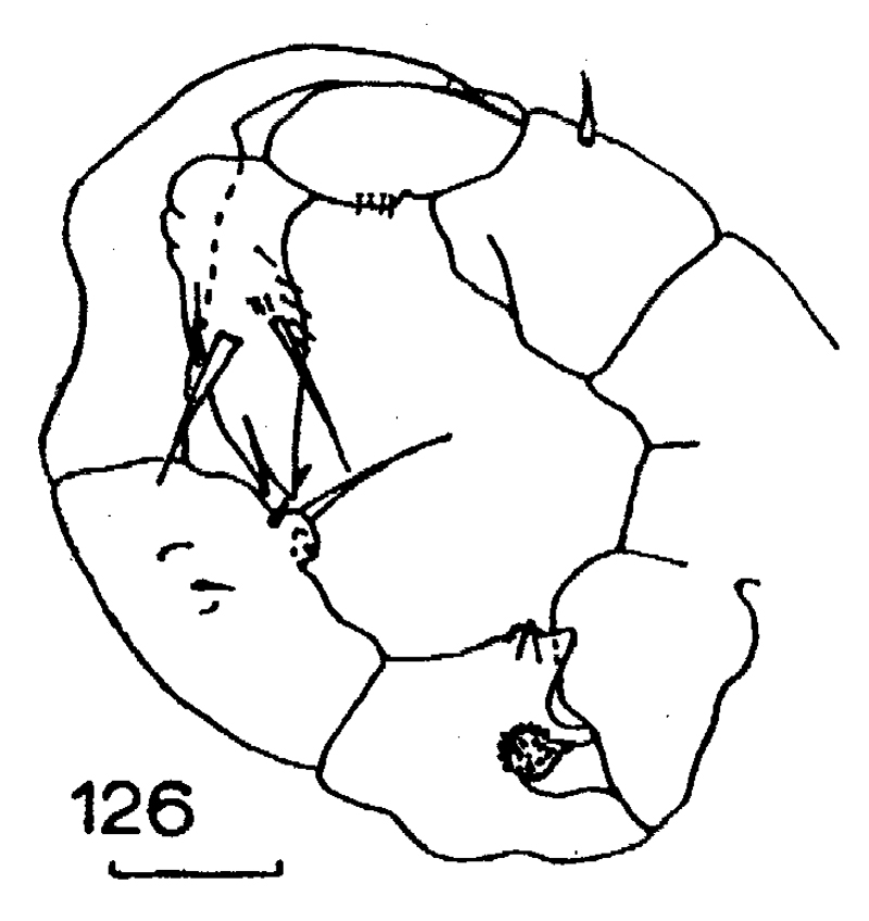Species Paralabidocera antarctica - Plate 7 of morphological figures