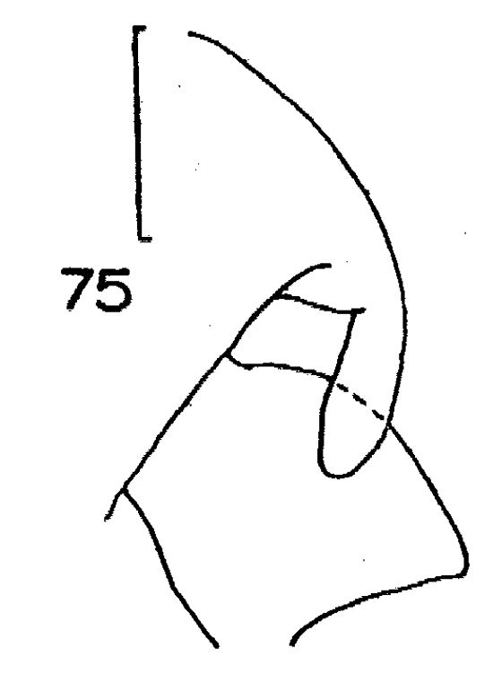 Espce Racovitzanus antarcticus - Planche 19 de figures morphologiques