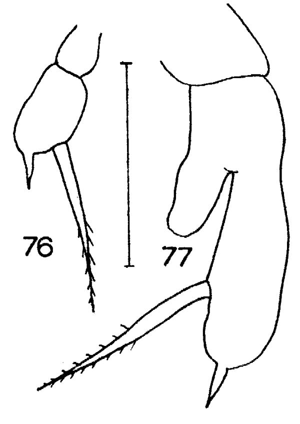 Espce Racovitzanus antarcticus - Planche 20 de figures morphologiques
