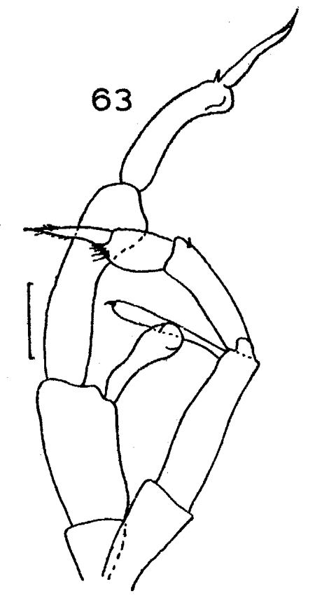 Espèce Gaetanus tenuispinus - Planche 27 de figures morphologiques