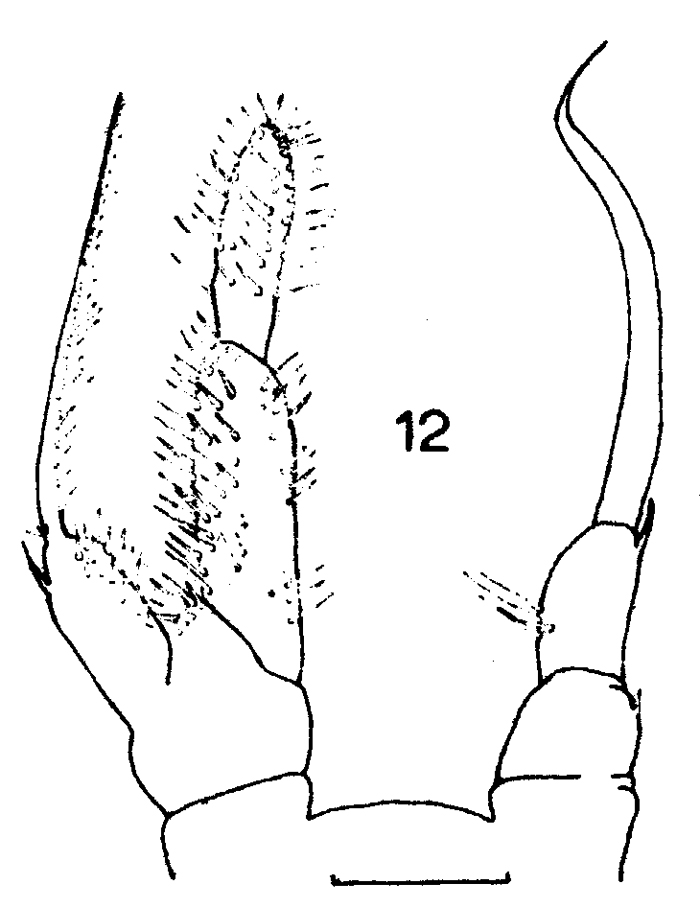 Species Rhincalanus gigas - Plate 11 of morphological figures