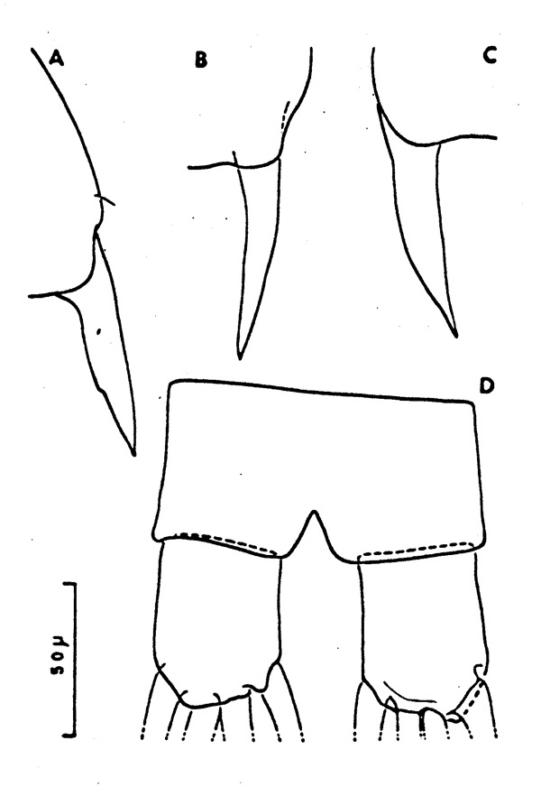 Espce Clausocalanus mastigophorus - Planche 4 de figures morphologiques