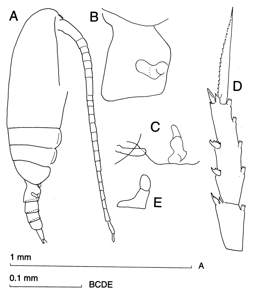 Espèce Ctenocalanus vanus - Planche 16 de figures morphologiques