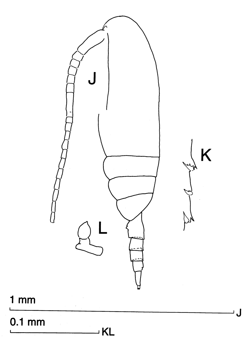 Species Ctenocalanus citer - Plate 11 of morphological figures
