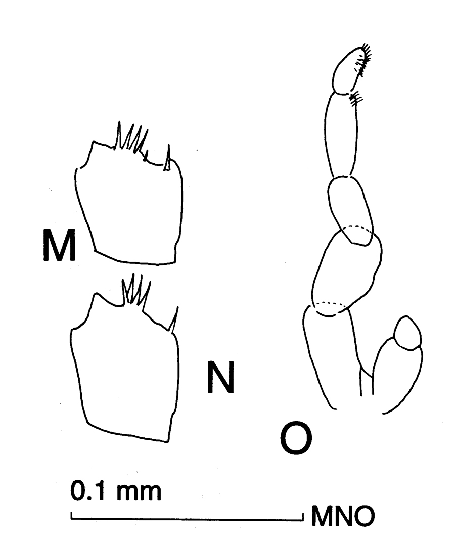 Espce Ctenocalanus citer - Planche 12 de figures morphologiques
