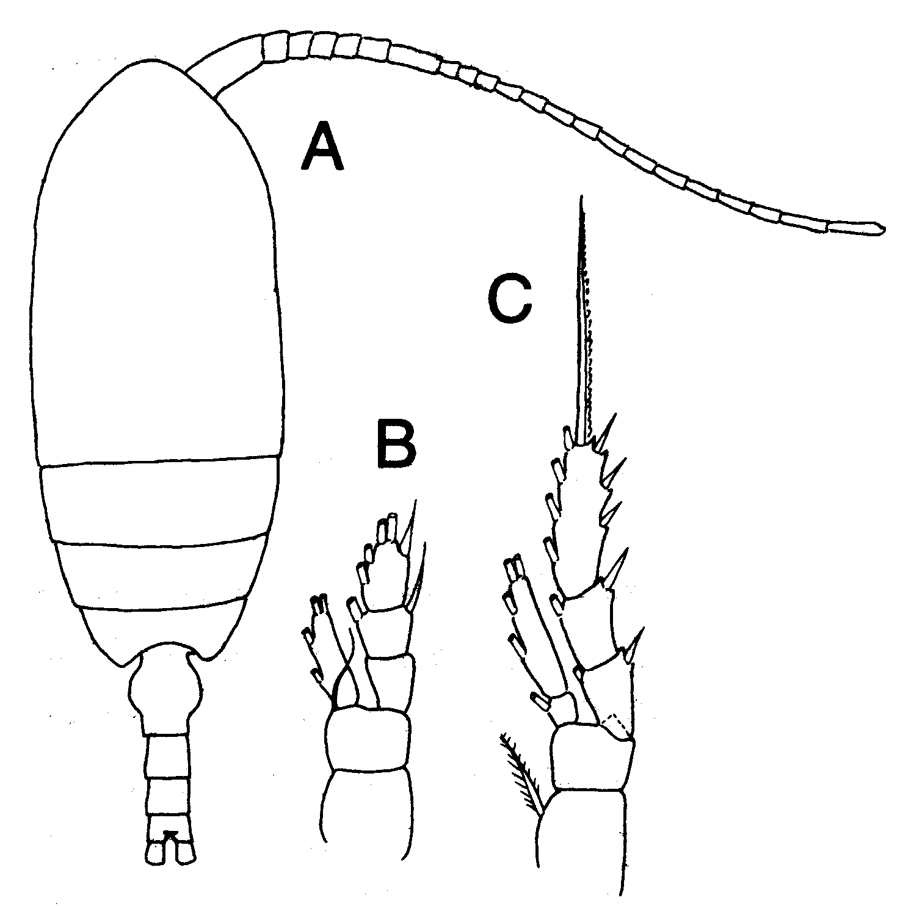 Species Microcalanus pygmaeus - Plate 10 of morphological figures