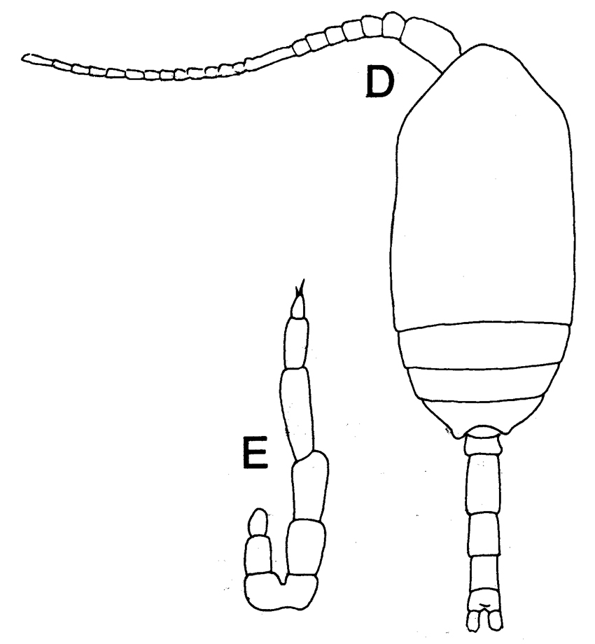 Species Microcalanus pusillus - Plate 5 of morphological figures