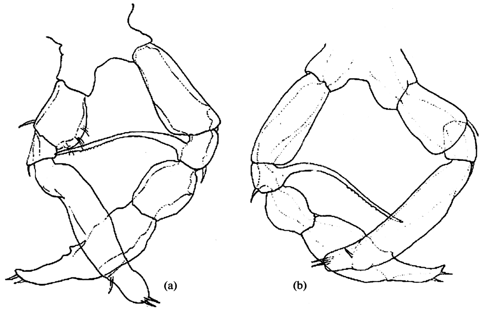 Species Metridia longa - Plate 12 of morphological figures