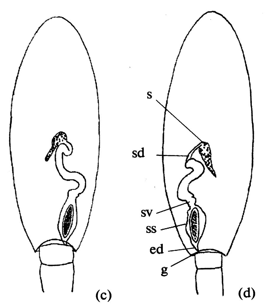 Species Metridia longa - Plate 14 of morphological figures