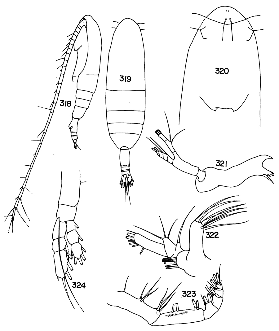 Species Euaugaptilus marginatus - Plate 3 of morphological figures