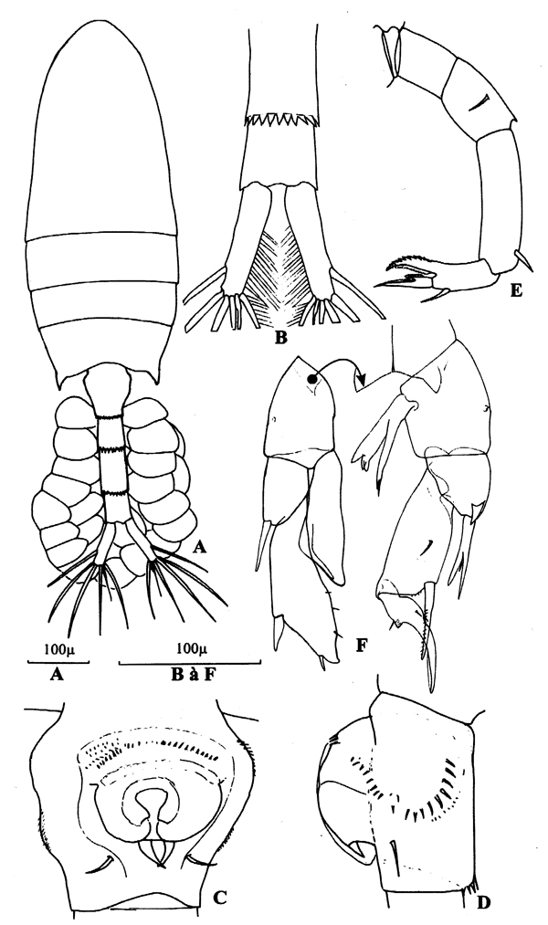 Species Pseudodiaptomus marinus - Plate 11 of morphological figures