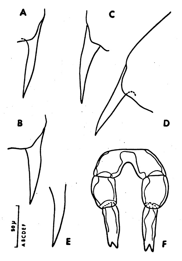 Espèce Clausocalanus lividus - Planche 5 de figures morphologiques