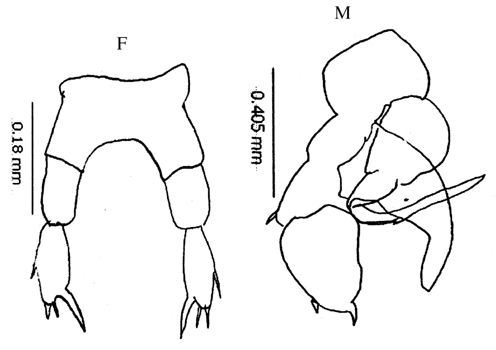 Espce Temora stylifera - Planche 32 de figures morphologiques