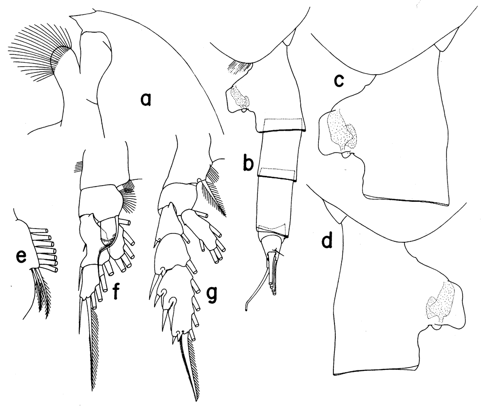 Species Paraeuchaeta plaxiphora - Plate 1 of morphological figures
