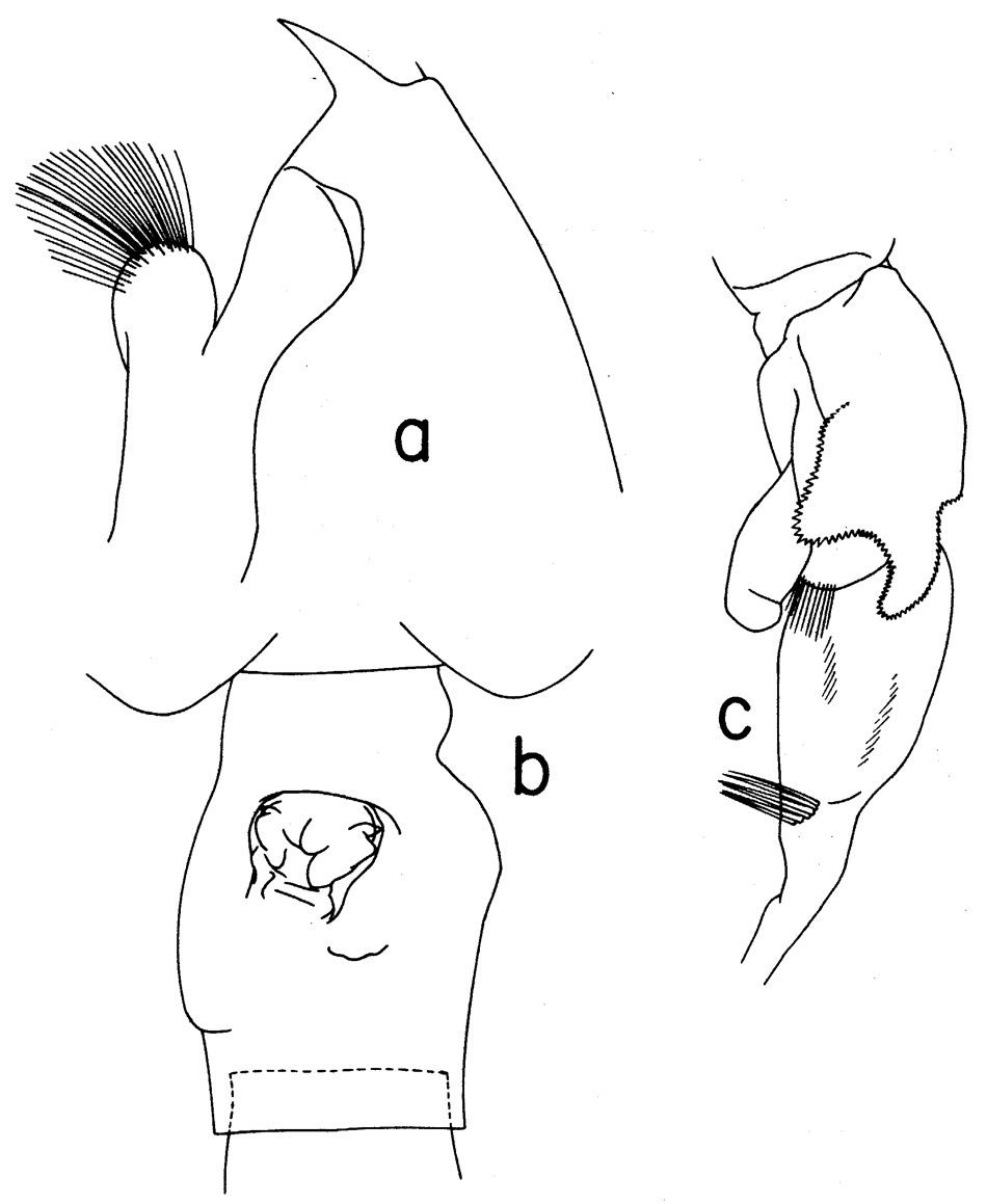 Species Euchaeta media - Plate 24 of morphological figures