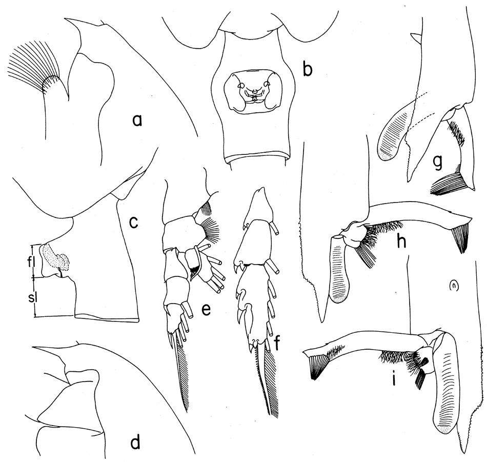 Espèce Paraeuchaeta sarsi - Planche 16 de figures morphologiques