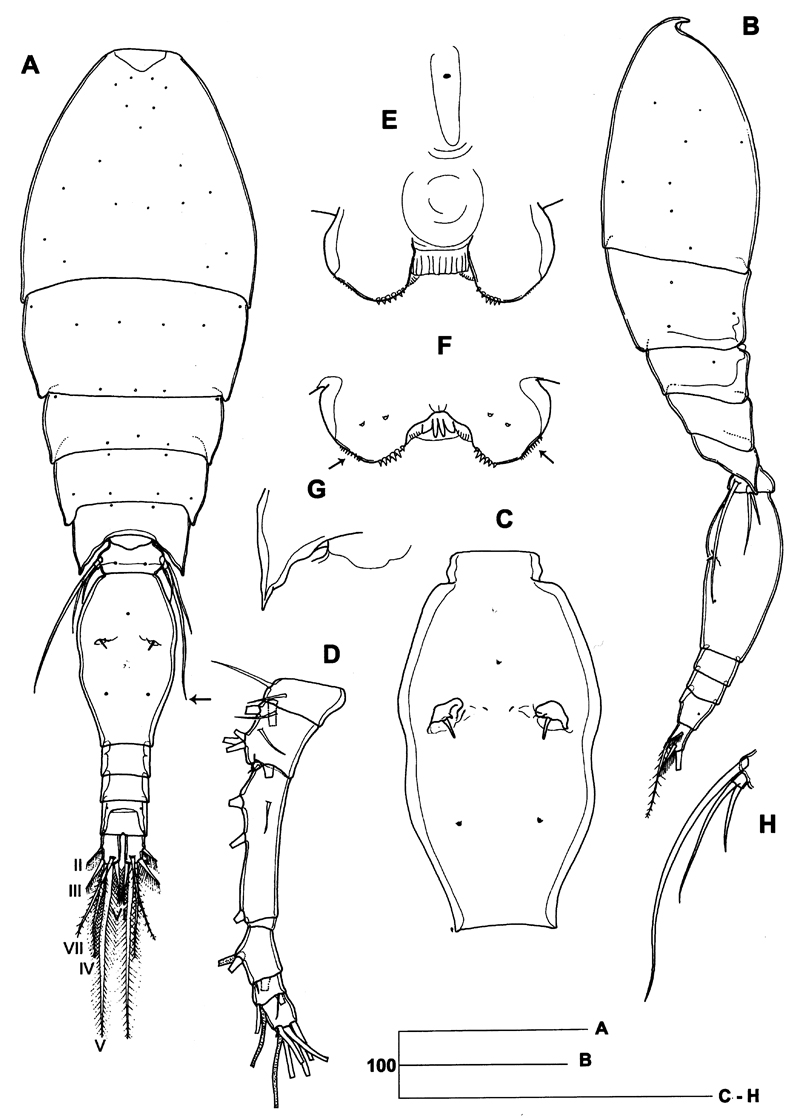 Espce Triconia constricta - Planche 1 de figures morphologiques
