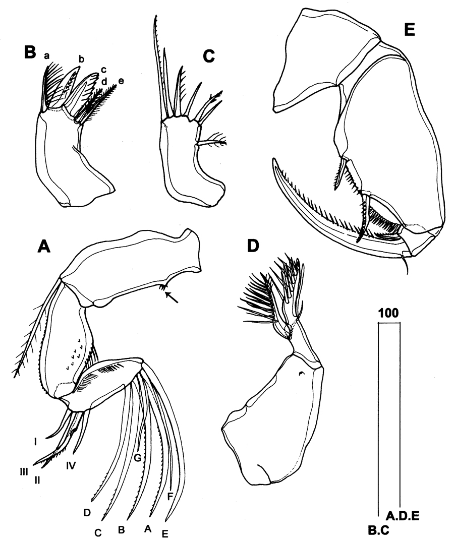 Espce Triconia constricta - Planche 2 de figures morphologiques