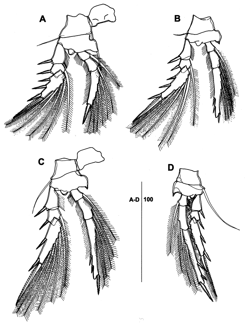 Espce Triconia constricta - Planche 3 de figures morphologiques