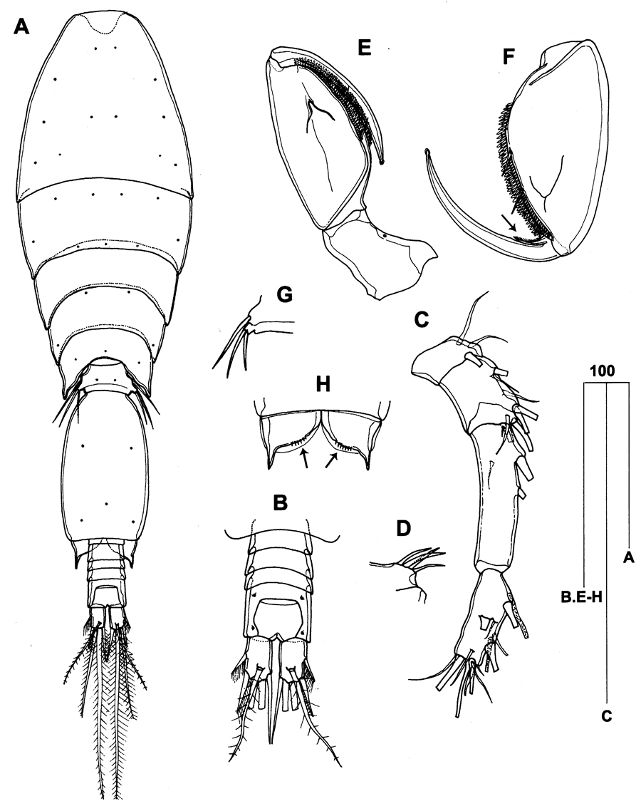Espce Triconia constricta - Planche 5 de figures morphologiques