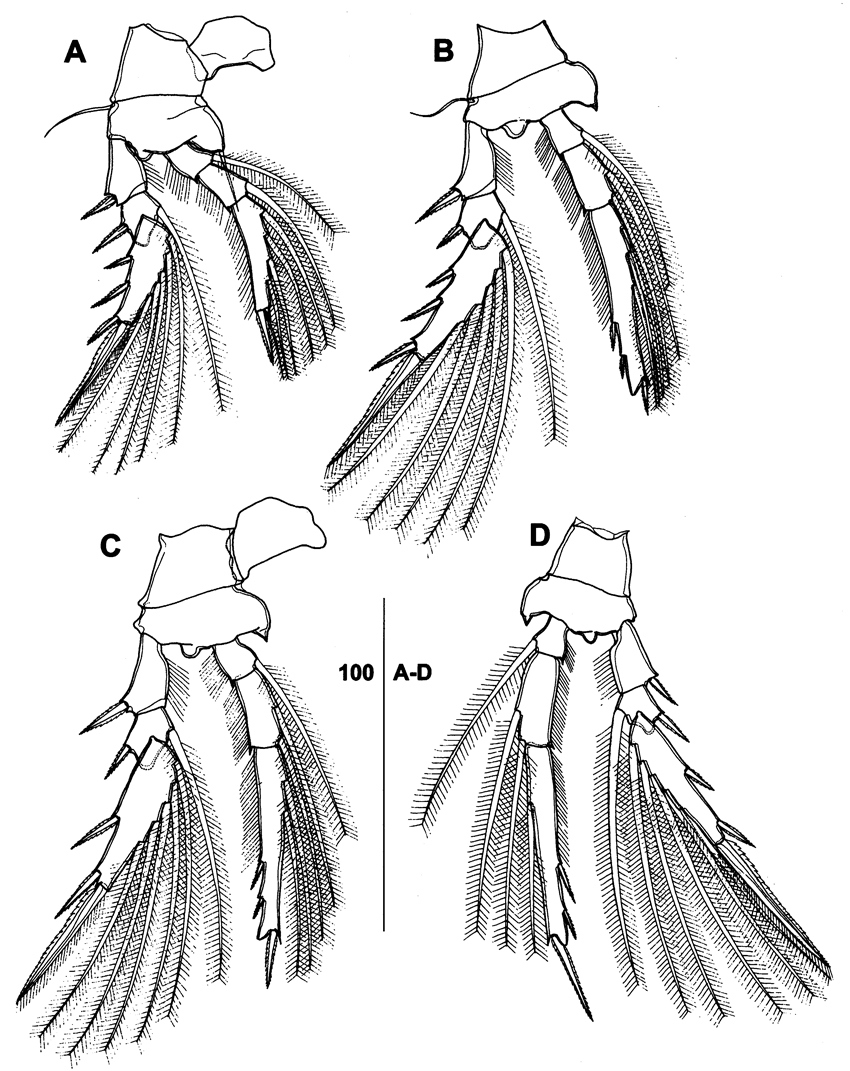 Espce Triconia constricta - Planche 6 de figures morphologiques