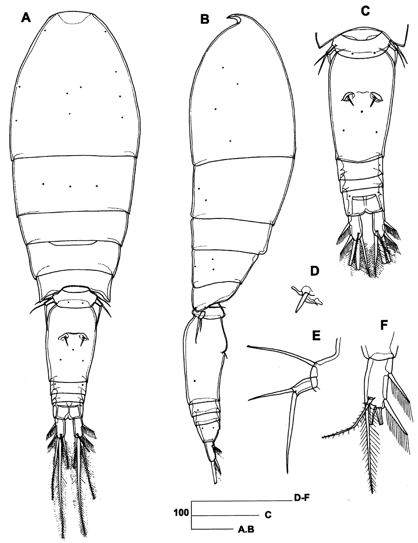 Espce Triconia pararedacta - Planche 1 de figures morphologiques