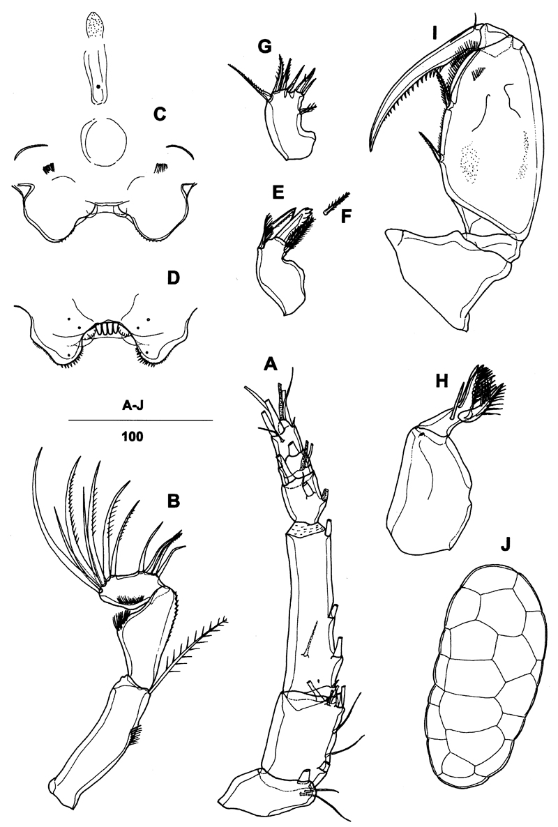 Espce Triconia pararedacta - Planche 2 de figures morphologiques